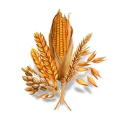 zito_dani_kruha